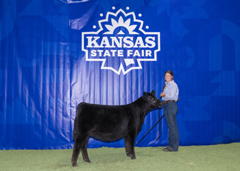 Junior Heifer Calf Champion