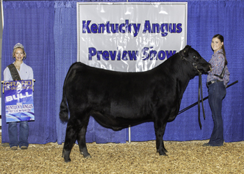 Grand Champion Bred-and-owned Bull