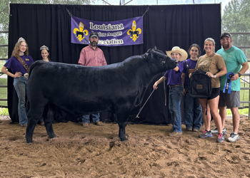 Reserve Grand Champion Owned Bull