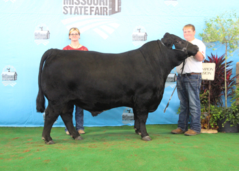 Junior Champion Bull