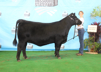 Owned Junior Champion Heifer