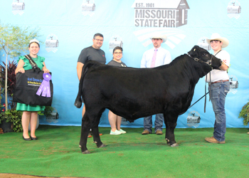 Grand Champion Bull