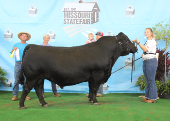 Reserve Senior Champion Bull