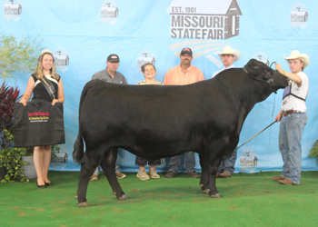 Reserve Grand Champion Bull