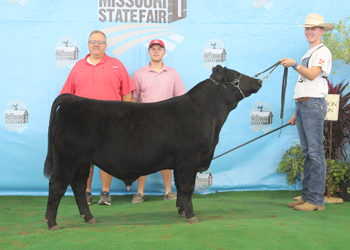 Senior Bull Calf Champion