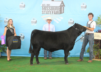 Grand Champion Bull