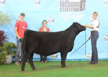 Owned Reserve Senior Heifer Calf Champion