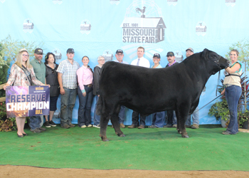 Reserve Grand Champion Bull