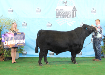 Junior Champion Bull