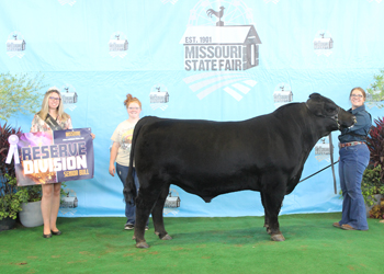 Reserve Senior Champion Bull