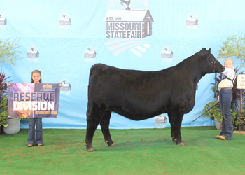 Reserve Intermediate Champion Heifer