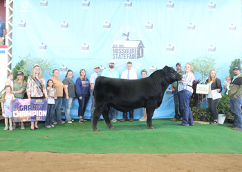 Grand Champion Bull