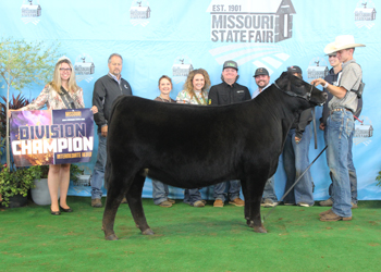 Intermediate Champion Heifer