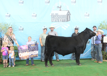 Senior Bull Calf Champion