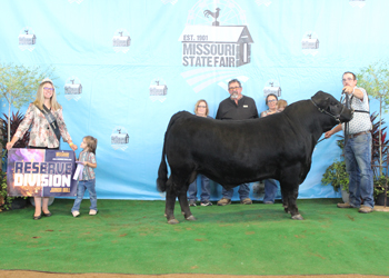 Reserve Junior Champion Bull