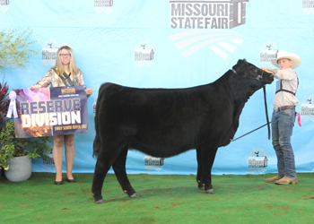 Reserve Early Senior Heifer Calf Champion