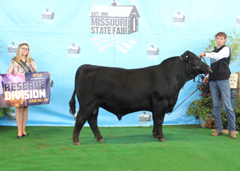 Reserve Senior Bull Calf Champion