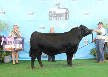 Reserve Intermediate Champion Bull