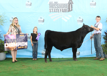 Junior Bull Calf Champion