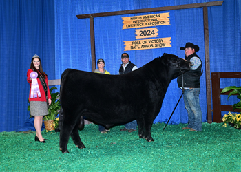 Reserve Senior Champion Bull