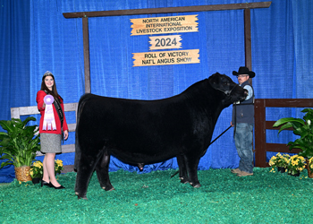 Reserve Junior Champion Bull