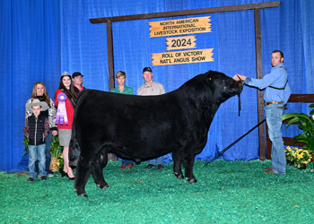 Senior Champion Bull