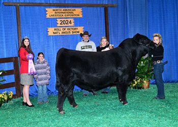 Intermediate Champion Bull