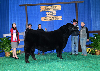 Reserve Intermediate Champion Bull