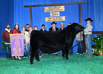 Reserve Grand Champion Bull