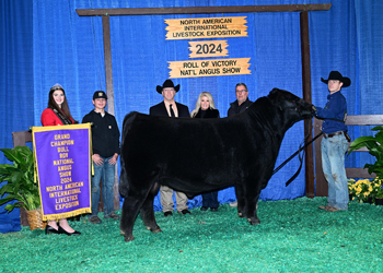 Grand Champion Bull