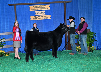 Senior Heifer Calf Champion--Division 1