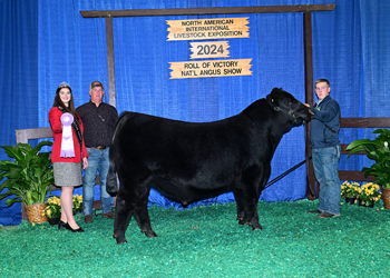 Reserve Senior Bull Calf Champion