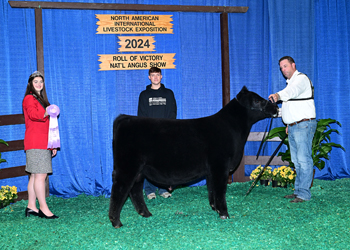 Reserve Junior Bull Calf Champion