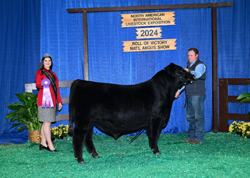 Junior Bull Calf Champion