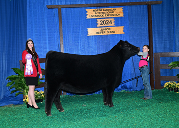 Reserve Junior Heifer Champion--Division 1