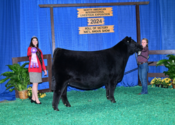 Junior Heifer Champion--Division 2