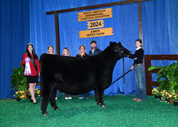 Reserve Junior Heifer Champion--Division 2