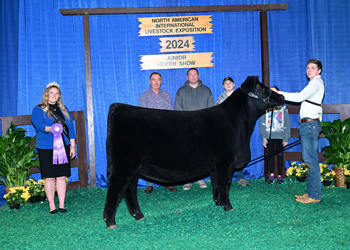 B&O Senior Heifer Calf Champion--Division 2