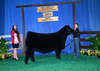 Bred-and-owned Reserve Intermediate Champion Heifer