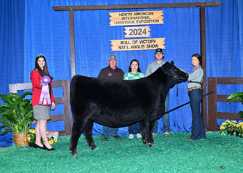 Intermediate Champion Heifer