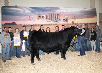 Reserve Grand Champion Bull