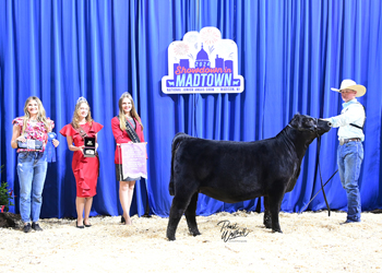 Bred-and-owned Reserve Late Senior Heifer Calf Champion