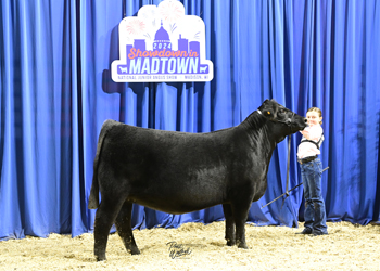 Owned Heifer Class 33