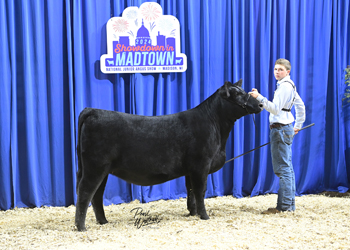 Bred-and-owned Heifer Class 17