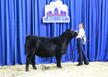 Bred-and-owned Heifer Class 13