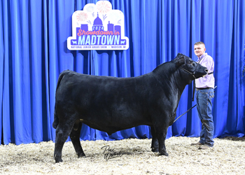 Bred-and-owned Bull Class 11