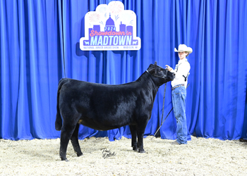 Owned Heifer Class 15