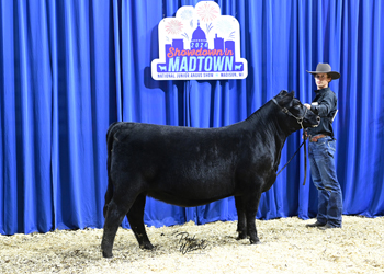 Bred-and-owned Heifer Class 15