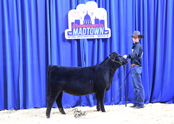 Bred-and-owned Heifer Class 2