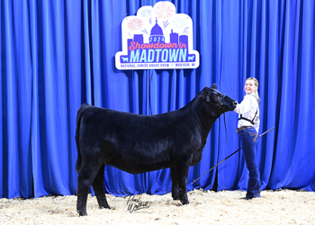 Bred-and-owned Heifer Class 5